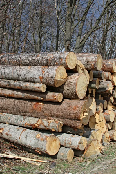 木材の準備 — ストック写真