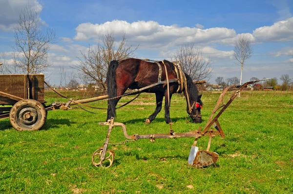 Häst med en vagn — Stockfoto