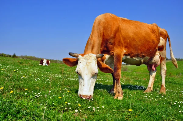 Stock image Cow on a summer pasture