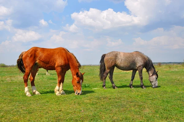Коні на літньому пасовищі — стокове фото