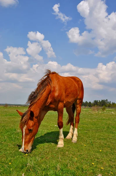 夏の牧草地で馬 — ストック写真