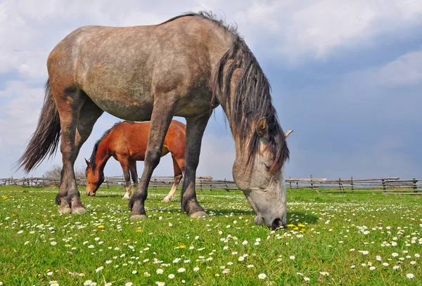 Cavalli su un pascolo estivo — Foto Stock