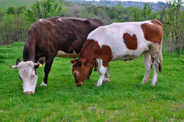 夏の牧草地に母の近くの子牛 — ストック写真