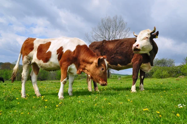 Il vitello vicino a madre su un pascolo estivo — Foto Stock