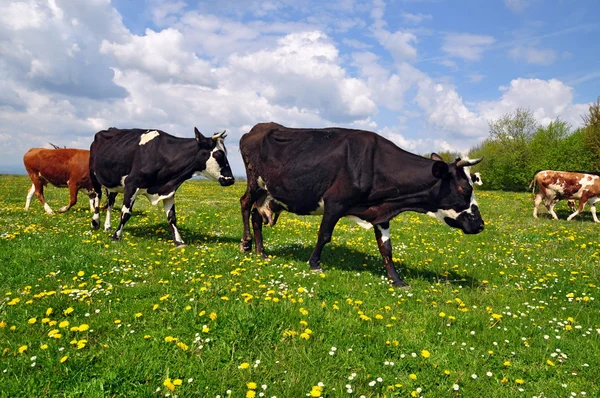 Stock image Cows on a summer pasture