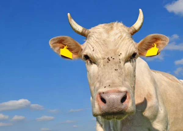 Testa di mucca contro il cielo — Foto Stock