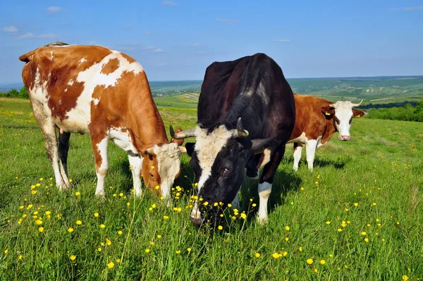 Koeien op een zomerweide — Stockfoto