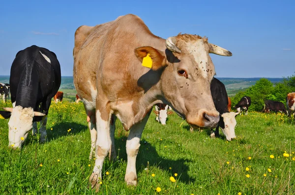 stock image Cows on a summer pasture