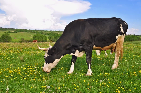 stock image Cow on a summer pasture