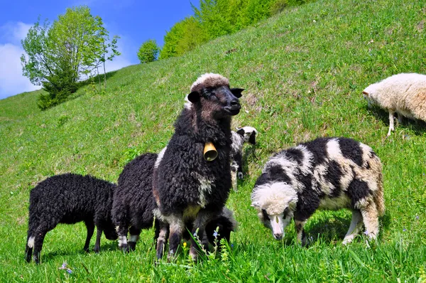 Schapen in een zomer-landschap — Stockfoto