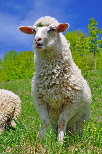 Schapen in een zomer-landschap — Stockfoto