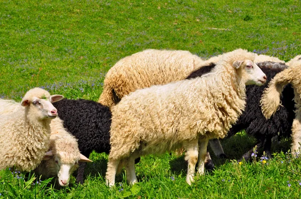 Ovce v letní krajina — Stock fotografie