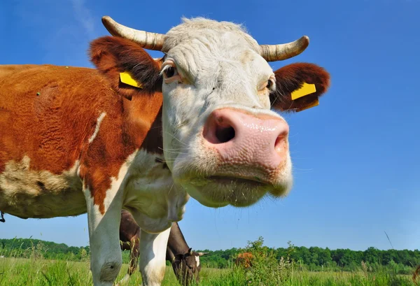 stock image Cow on a summer pasture