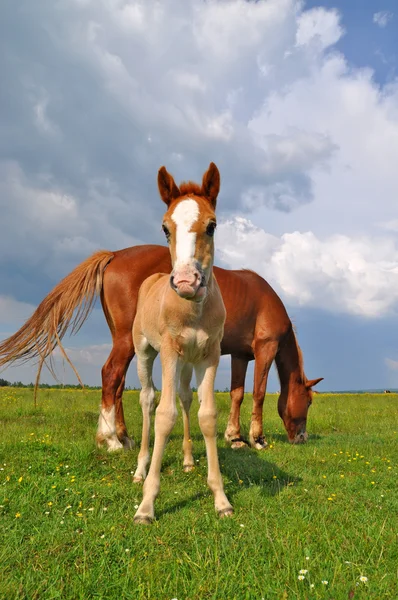 Föl med en märr på en fäbod — Stockfoto