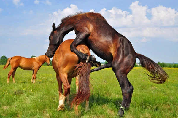 Konie na letnich pastwiskach — Zdjęcie stockowe