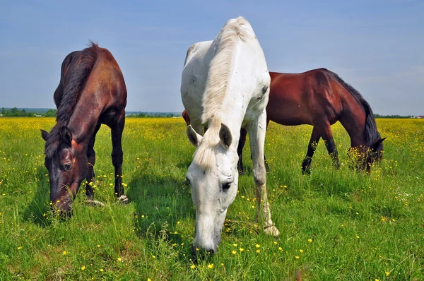 Yaz otlağında atlar — Stok fotoğraf