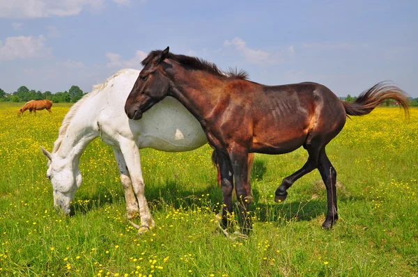 Άλογα σε θερινό βοσκότοπο — Φωτογραφία Αρχείου