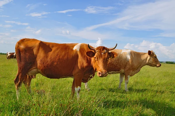 Stock image Cows on a summer pasture