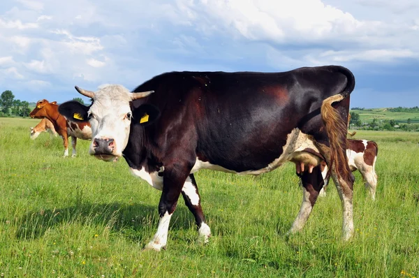 여름 목초지에 있는 소들. — 스톡 사진
