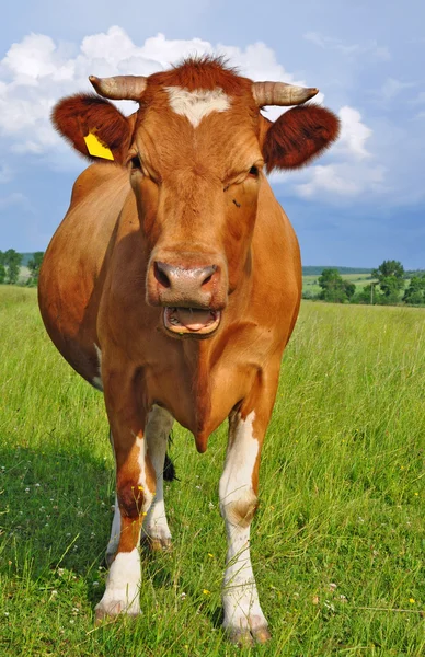 Корова на літньому пасовищі — стокове фото