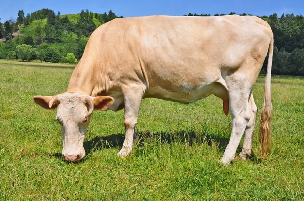 夏の牧草地の牛. — ストック写真