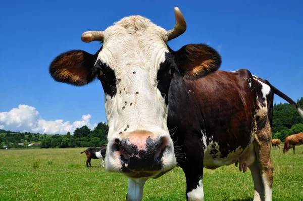 Vaca em um pasto de verão. — Fotografia de Stock