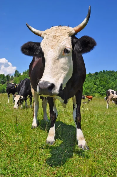 stock image Cow on a summer pasture.