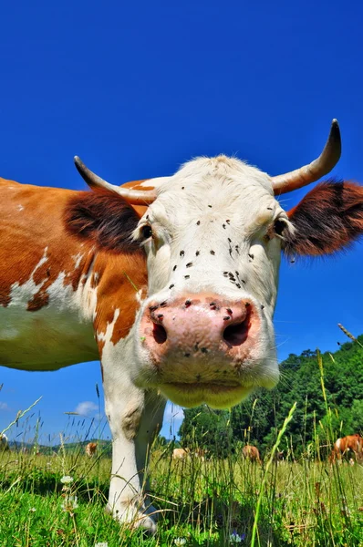 Αγελάδα σε θερινό βοσκότοπο. — Φωτογραφία Αρχείου