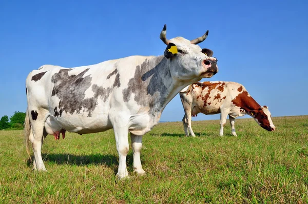 Las vacas en un pasto de verano. — Foto de Stock