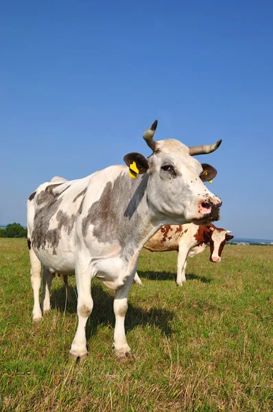 stock image Cows on a summer pasture.