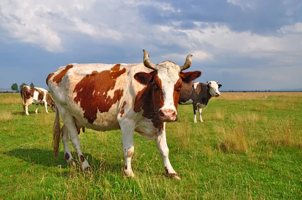 Vacas em um pasto de verão. — Fotografia de Stock