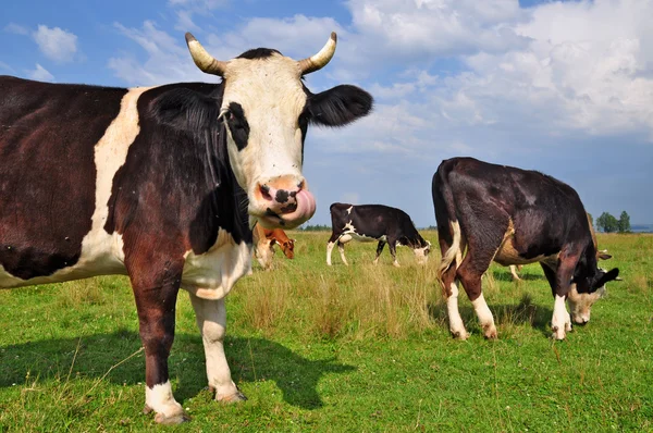 Kor på sommarbetesmark. — Stockfoto