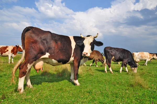 Las vacas en un pasto de verano. —  Fotos de Stock