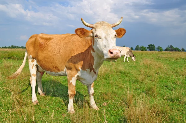 stock image Cow on a summer pasture.