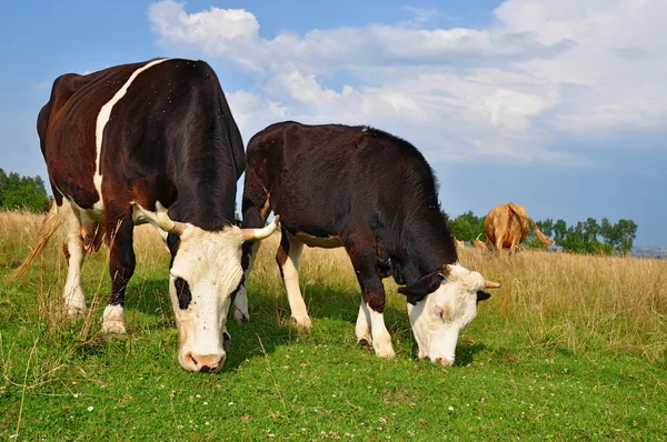 วัวบนทุ่งหญ้าฤดูร้อน . — ภาพถ่ายสต็อก