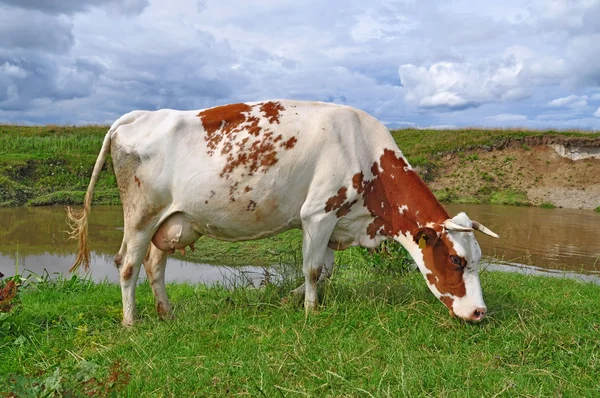 stock image Cow on a summer pasture.