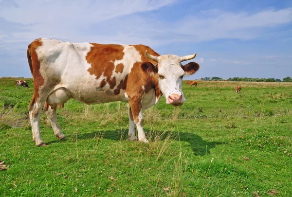 Krowa na letnim pastwisku. — Zdjęcie stockowe