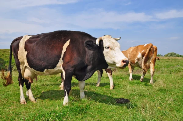 Корови на літньому пасовищі . — стокове фото