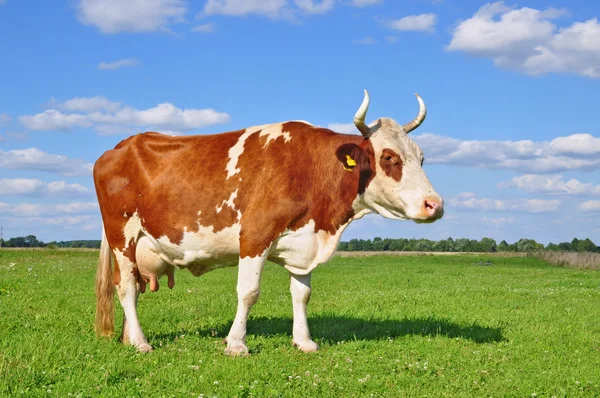 Kuh auf einer Sommerweide — Stockfoto