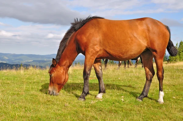 Caballo en un pasto de montaña de verano — Foto de Stock