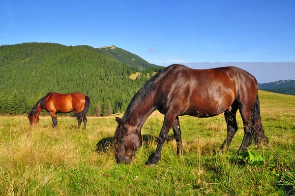 A nyári hegyi legelőn, lovak — Stock Fotó