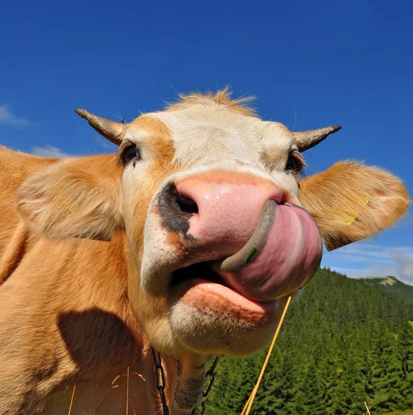 stock image Head of the calf against the sky