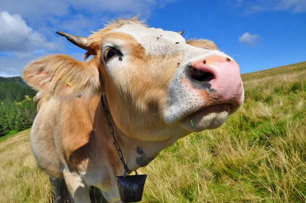 stock image The calf on a summer mountain pasture