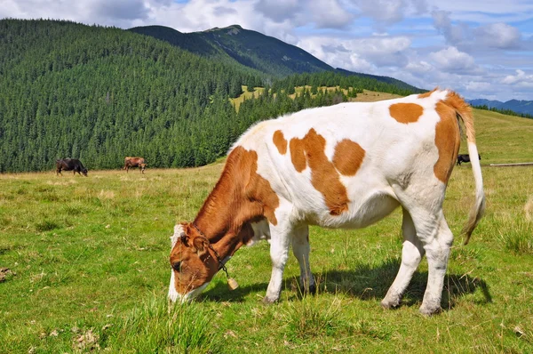Kalven på ett berg fäbod — Stockfoto