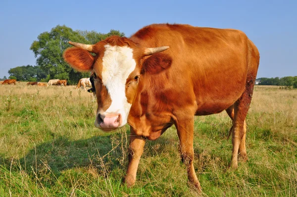 Stock image Cow on a summer pasture