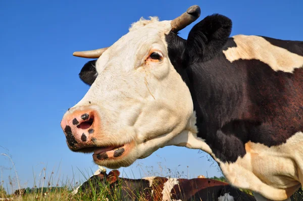 Cabeza de vaca contra un pasto — Foto de Stock