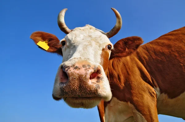 stock image Head of a cow against the sky