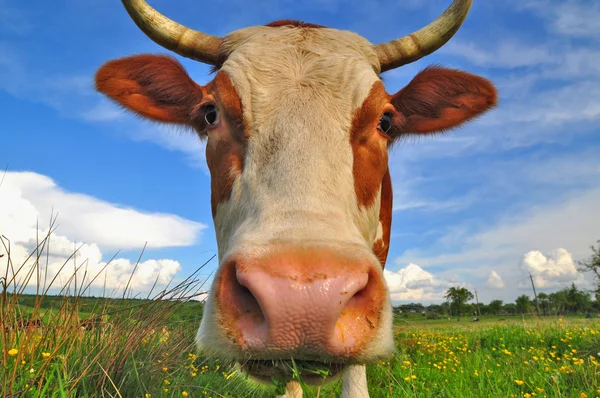Head of a cow against a pasture Stock Photo