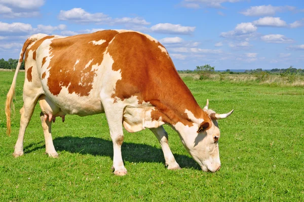 Cow on a summer pasture. Stock Image