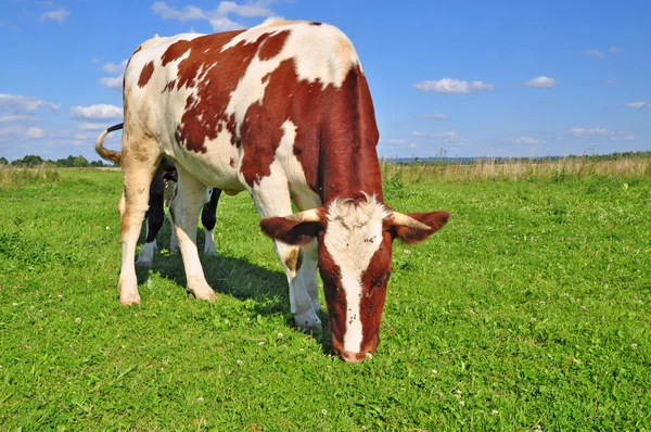 The calf on a summer pasture Stock Photo